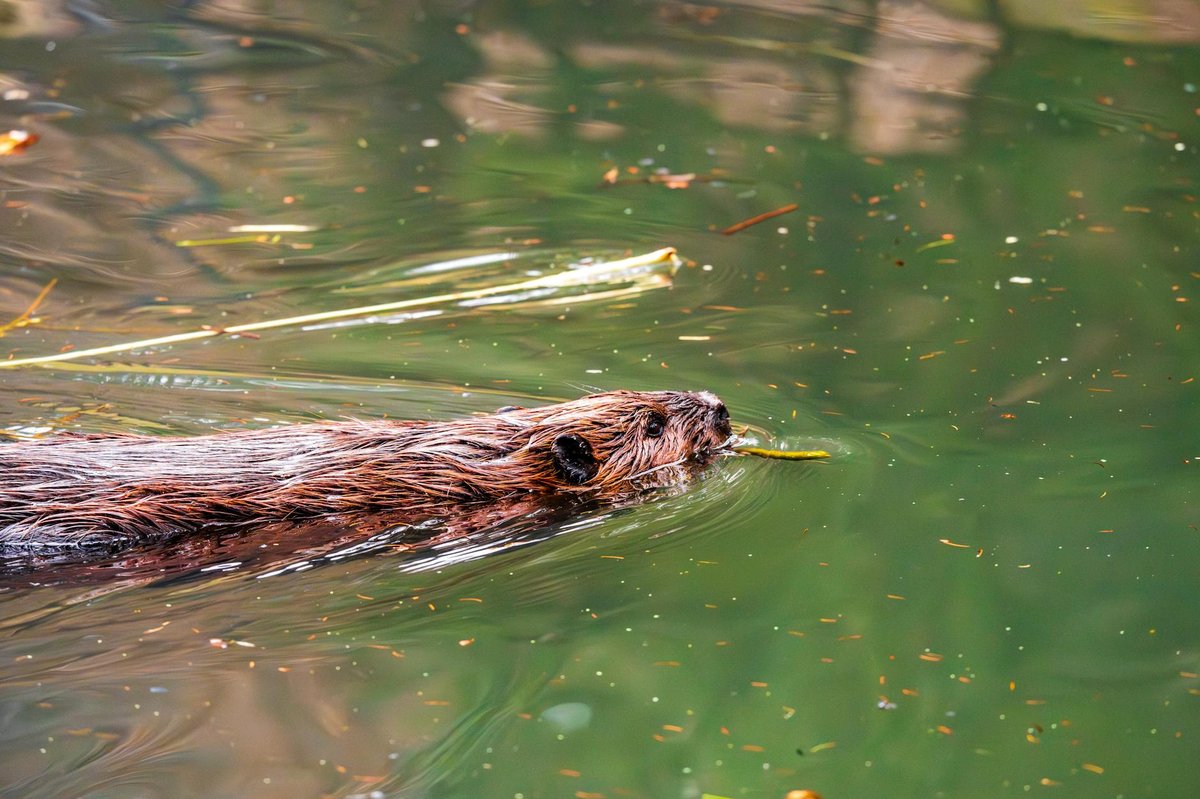 Beaver Glacier