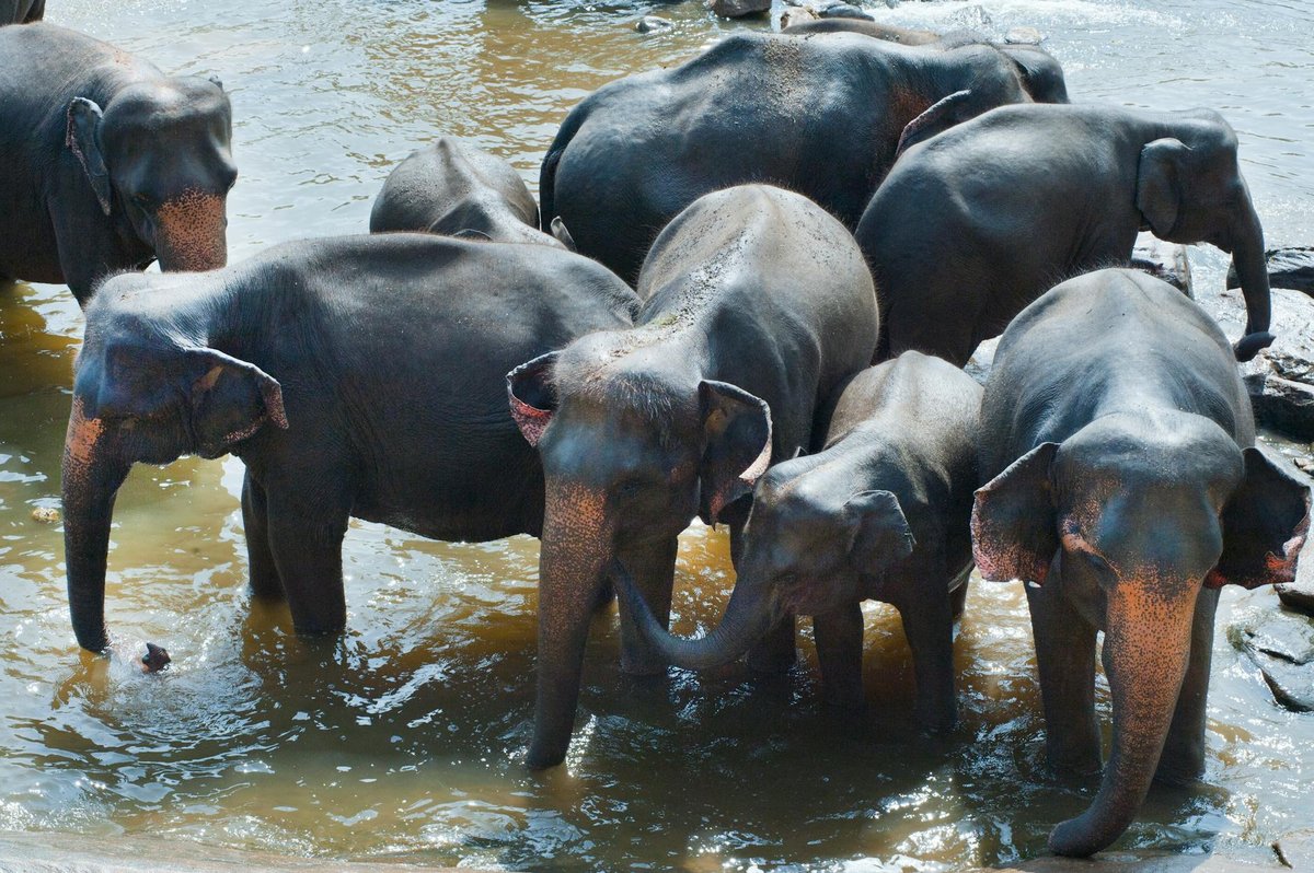 Mukurthi National Park
