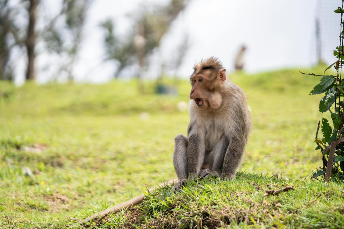 Nilgiri