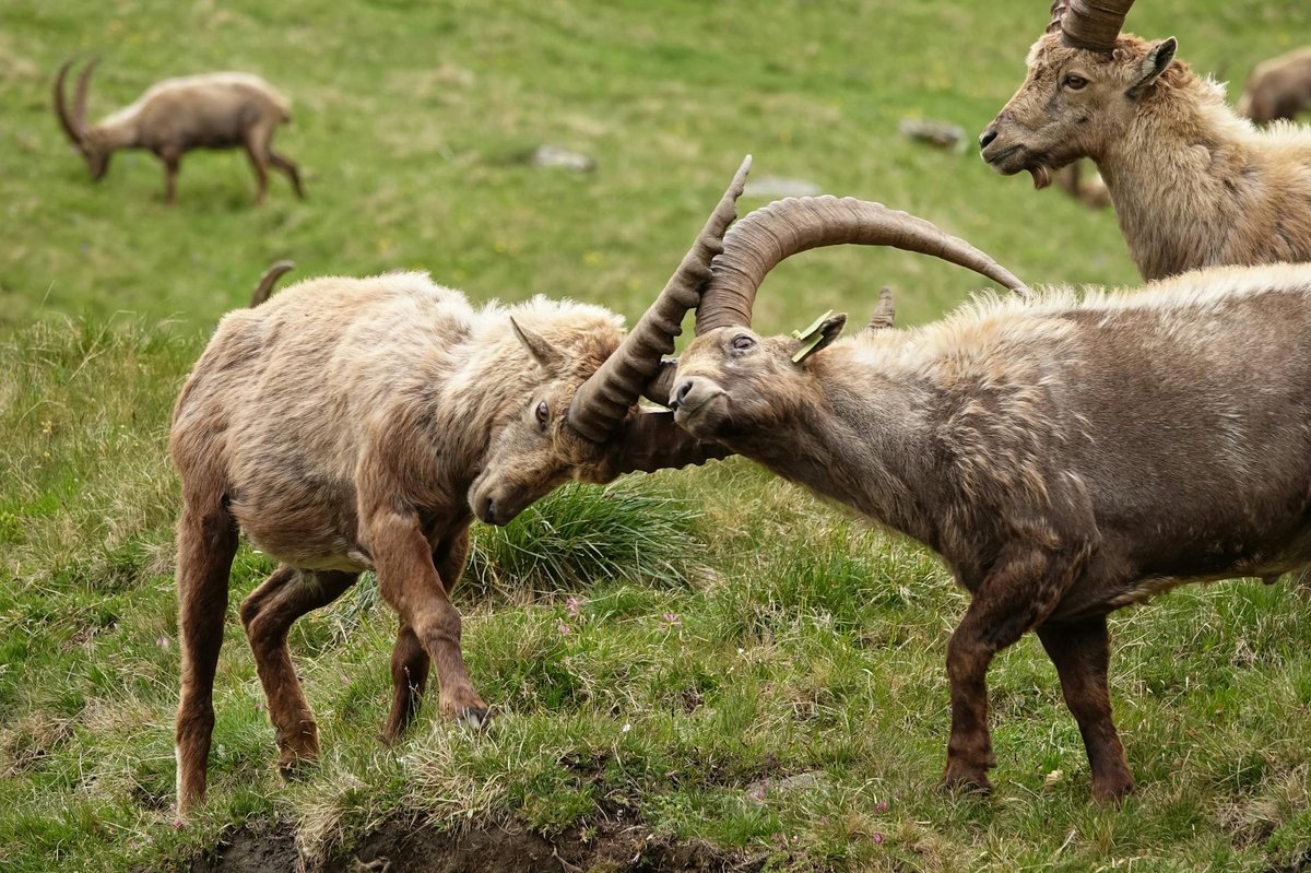 Vanoise National Park