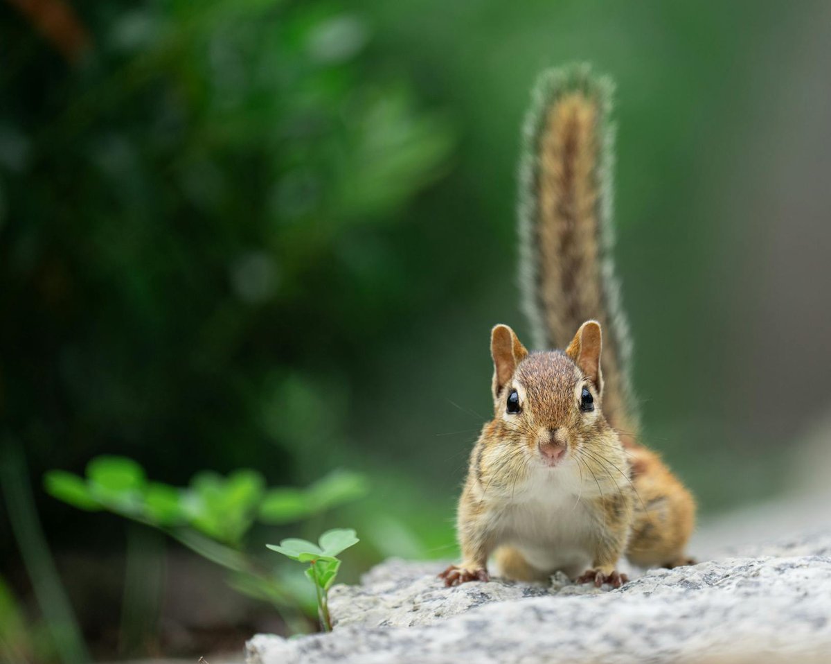Chipmunk Caves
