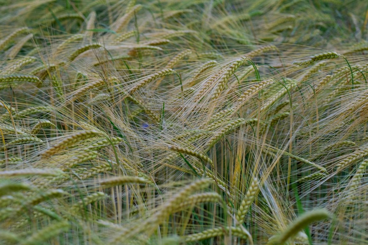 Barley Field Lagoon