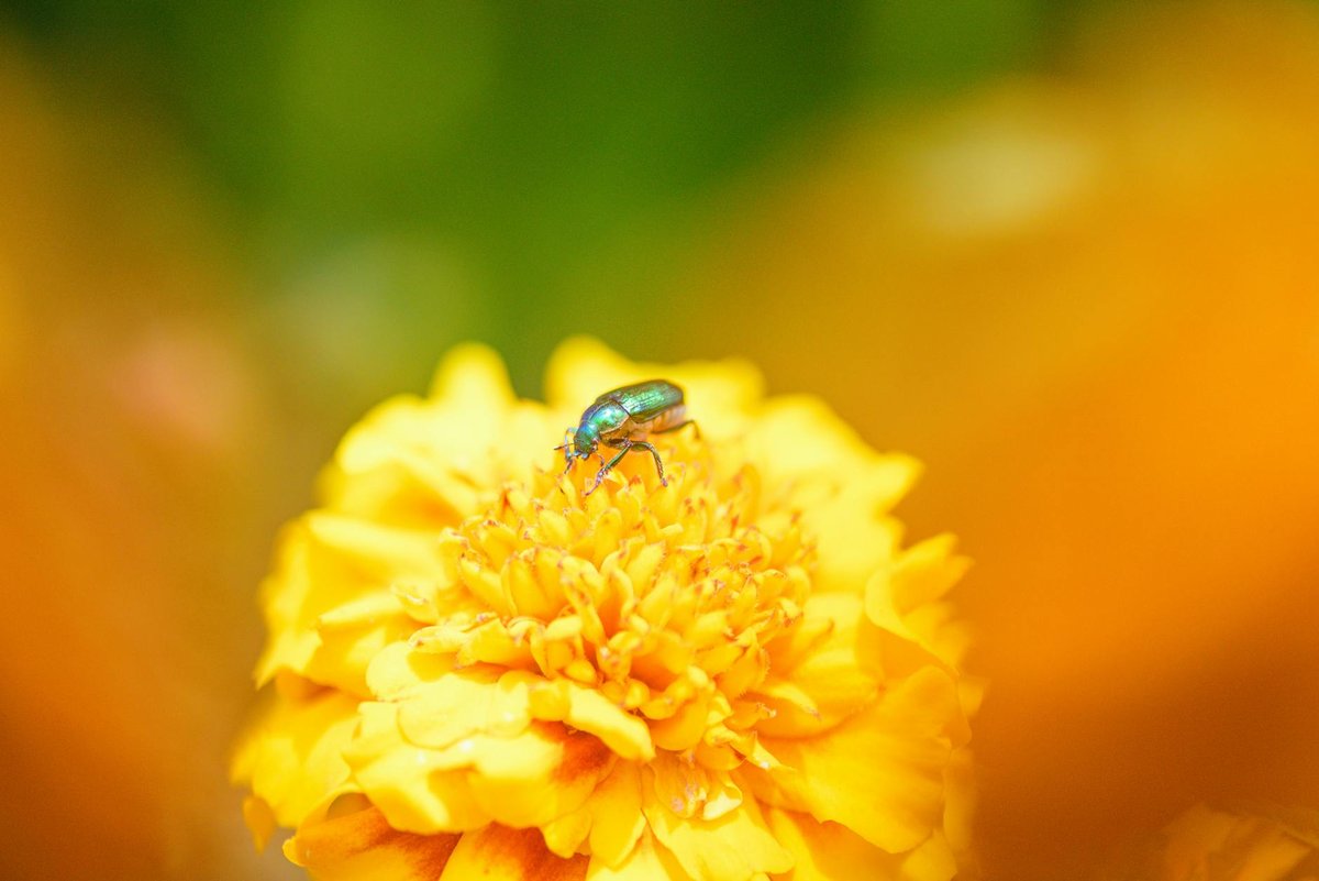 Beetle Lake
