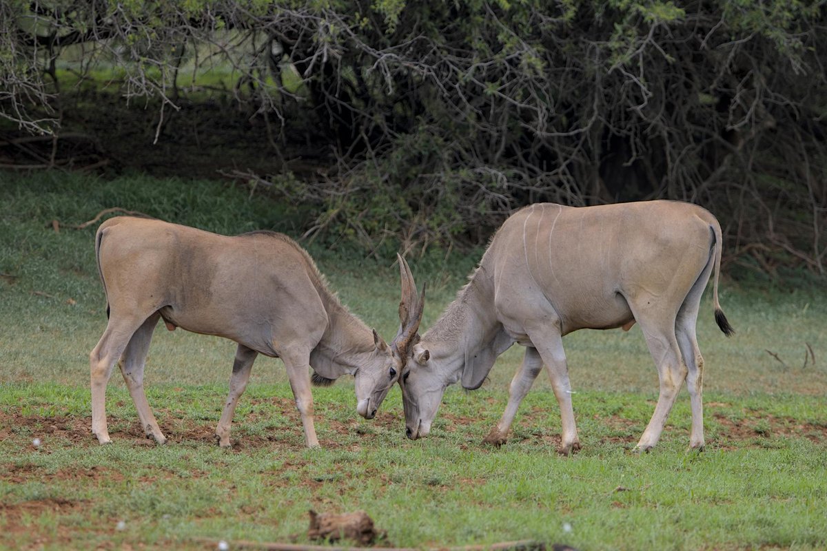 Mokala National Park