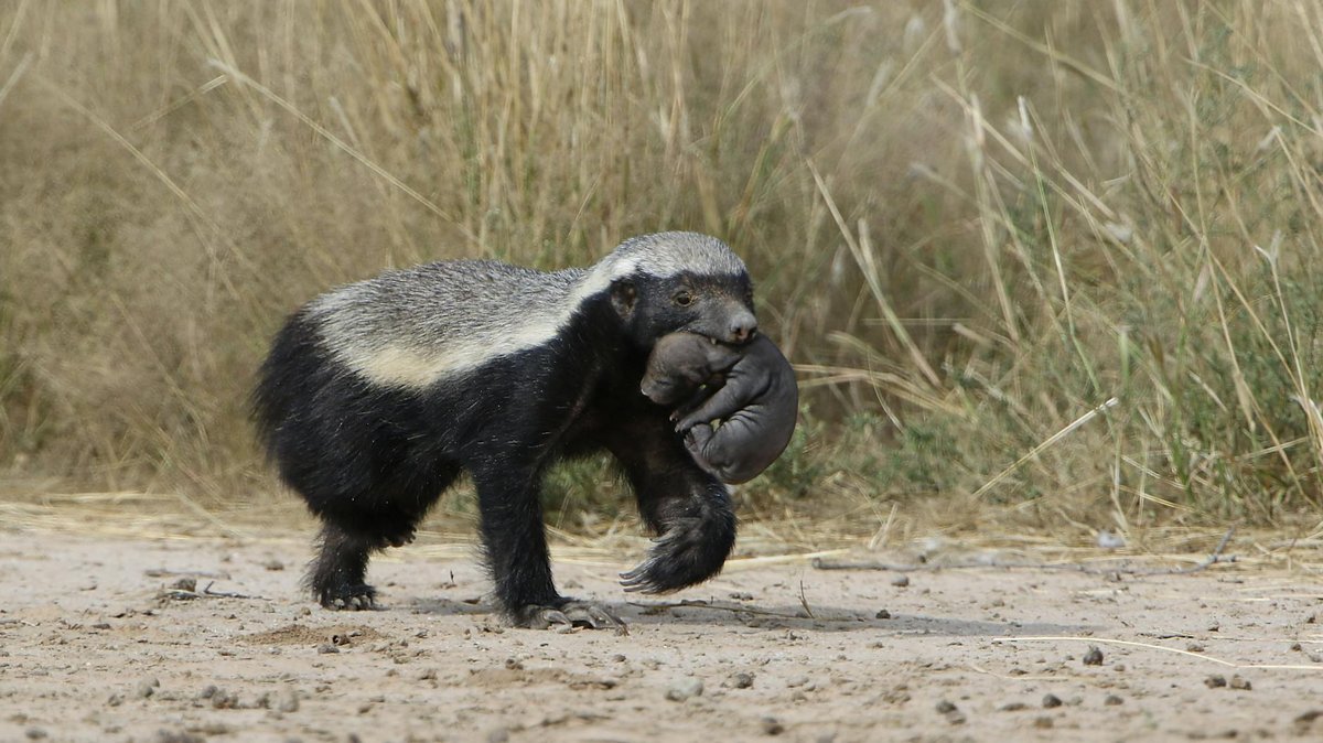 Badger Beach
