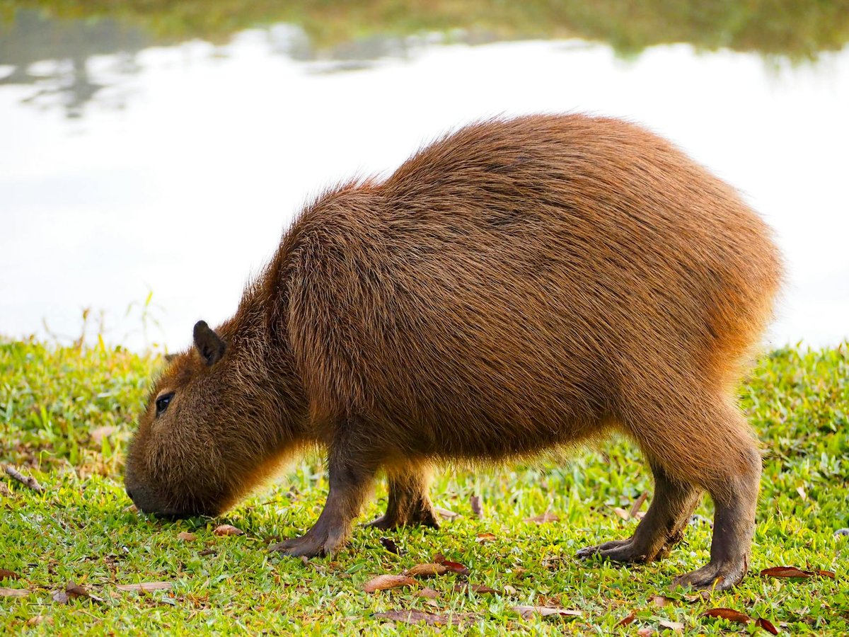 Cachoeira Capivara