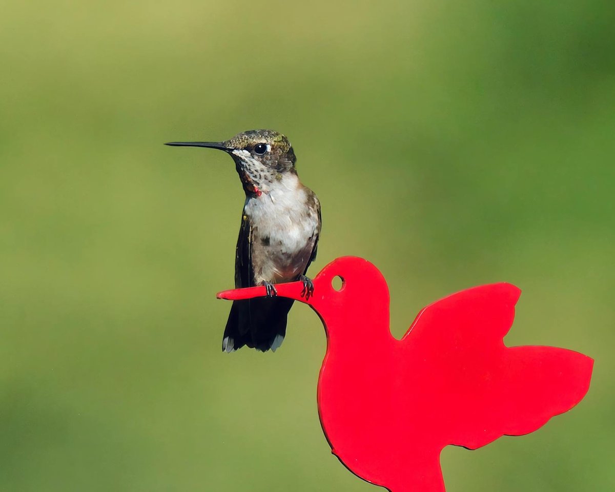 Cachoeira Beija-Flor