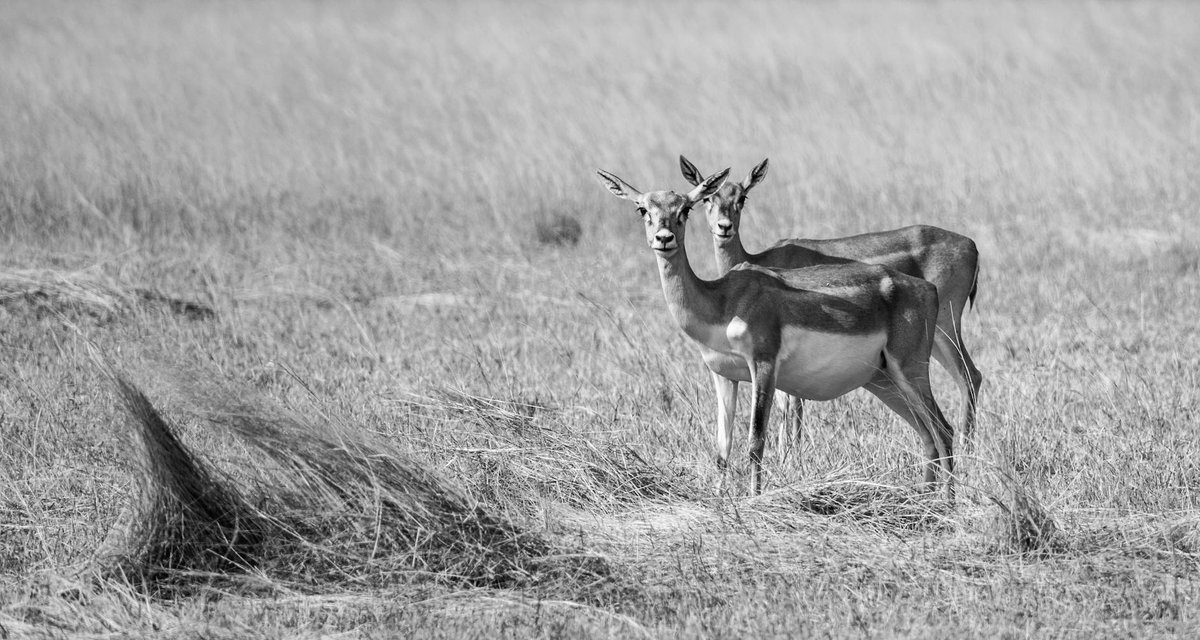 Blackbuck National Park