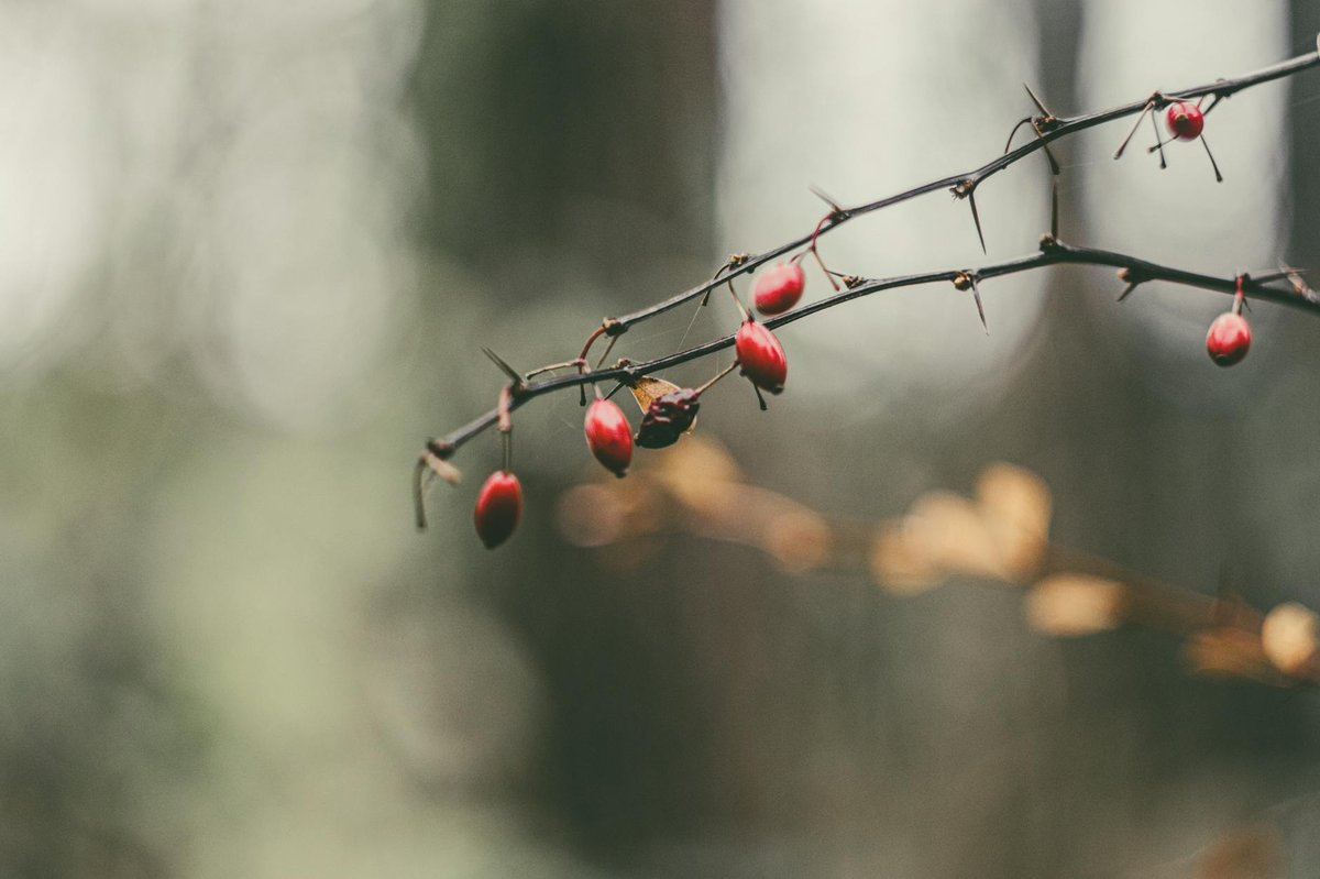 Barberi