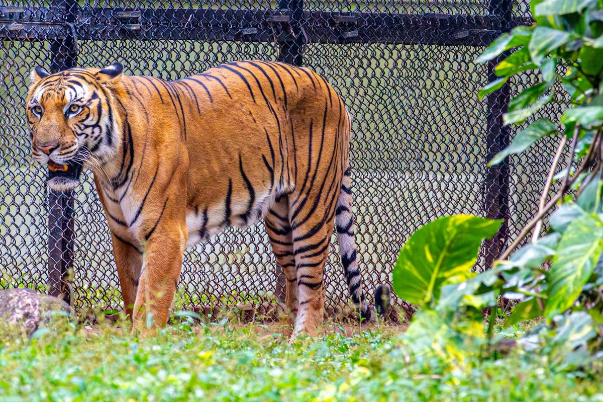 Tiger Falls