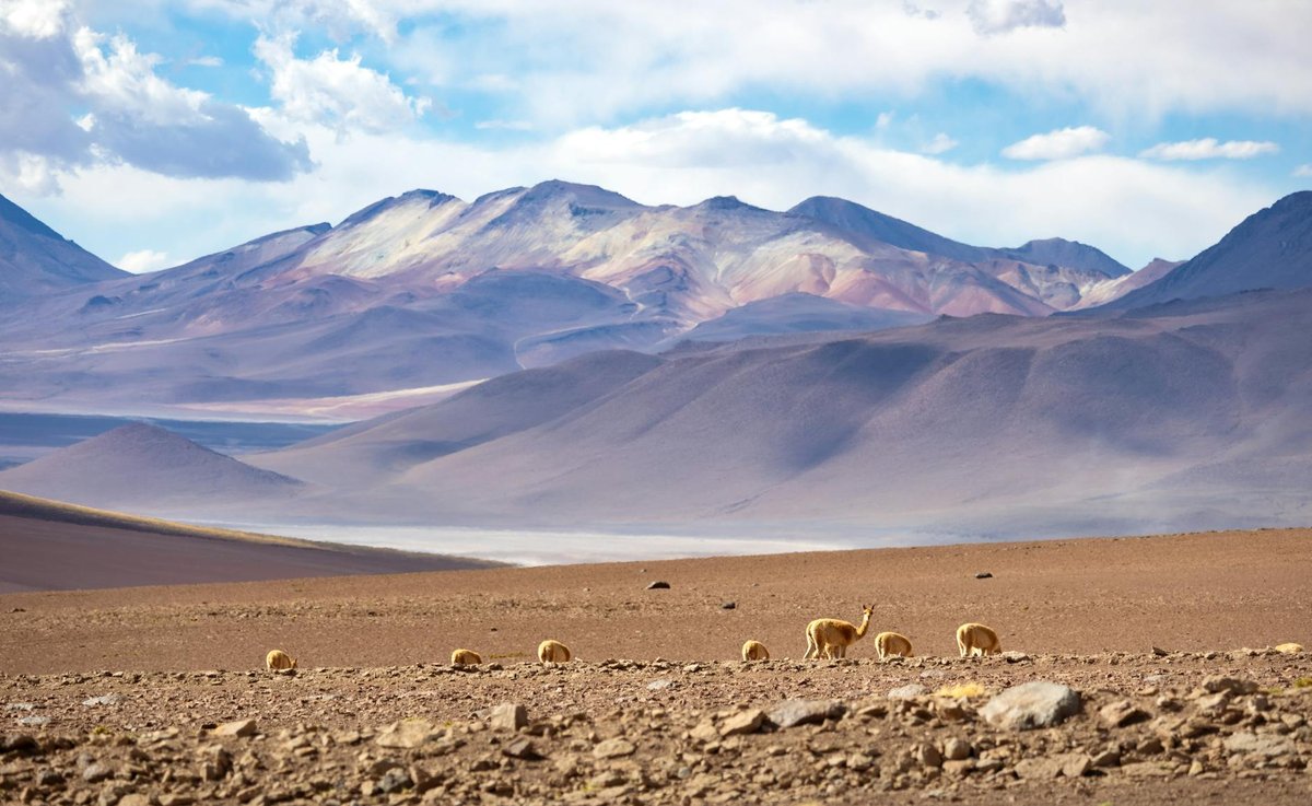 Altiplano Barreras Blancas