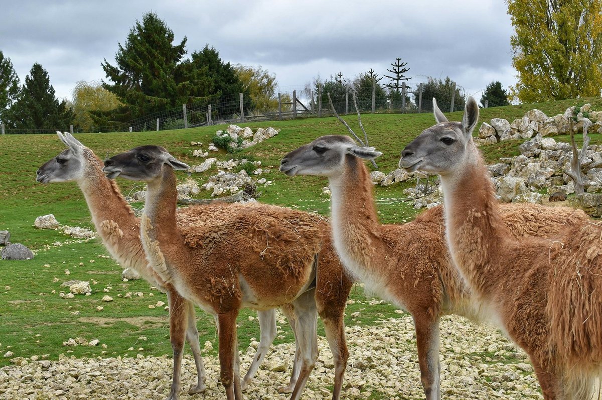 Guanaco Glacier