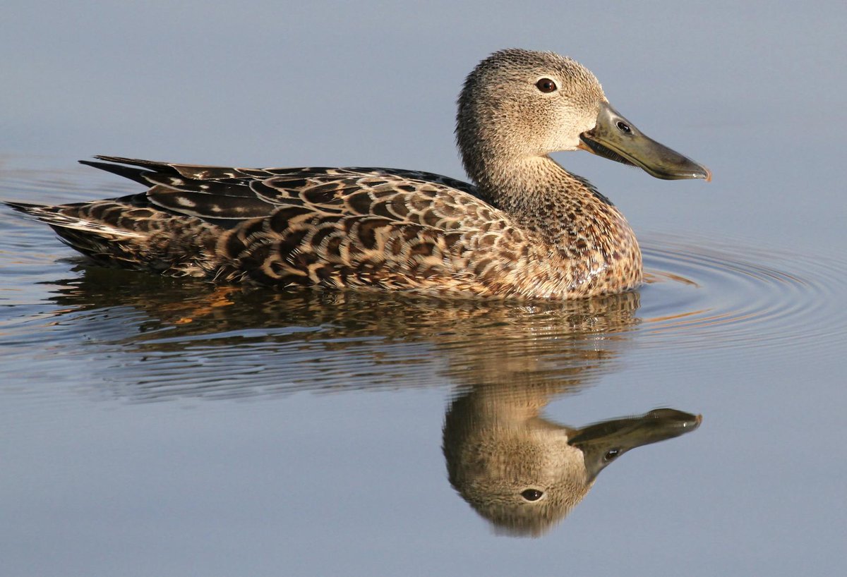 Alto de los Patos
