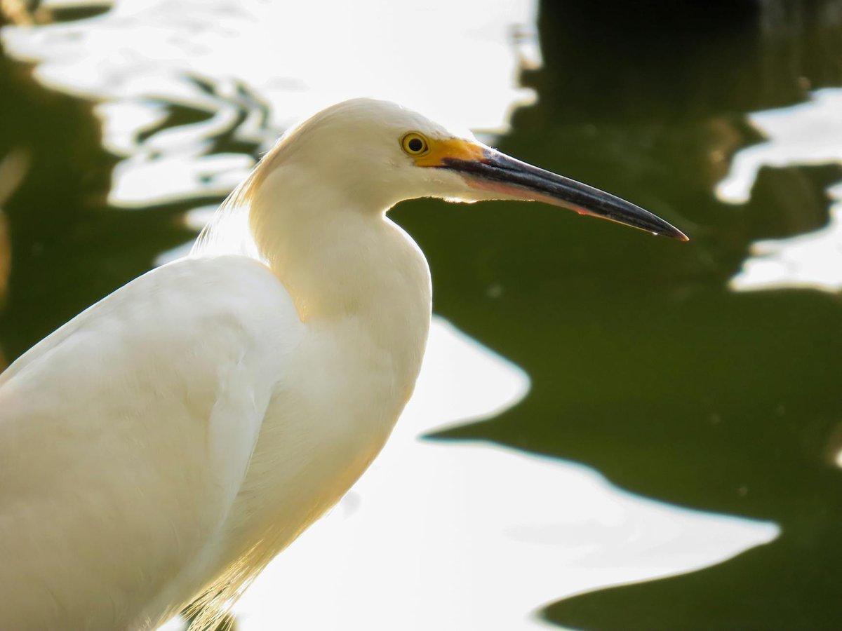 Colina do Heron