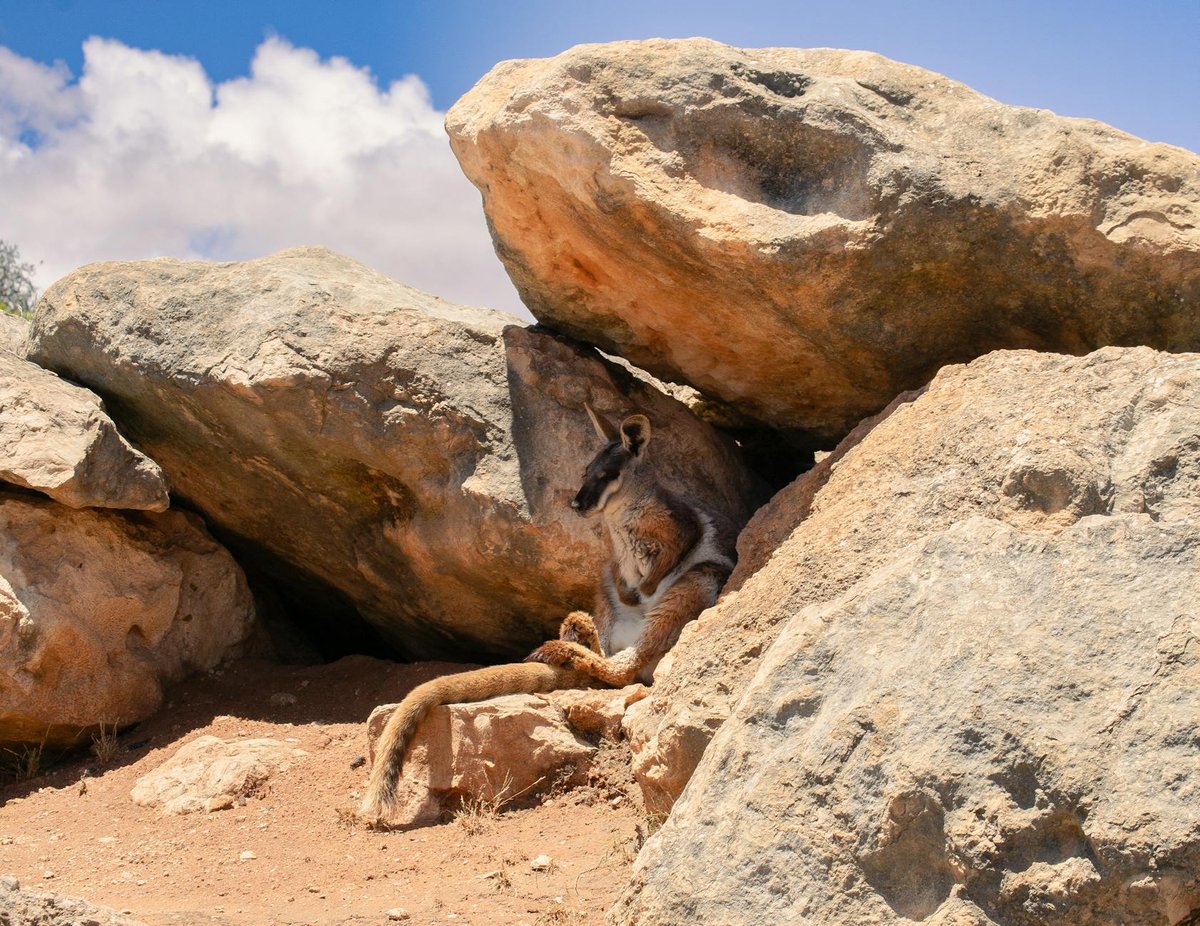 Mudgegonga rock shelter