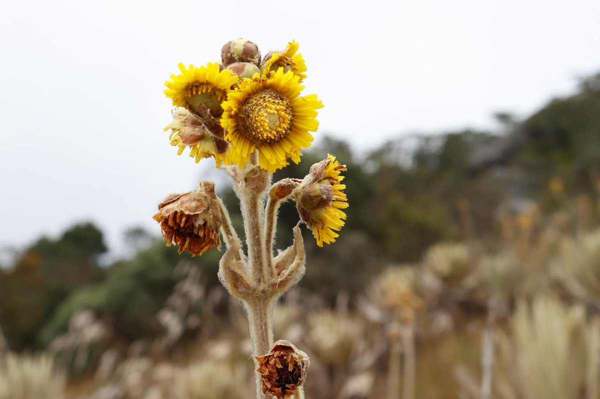 Alto Amarillo