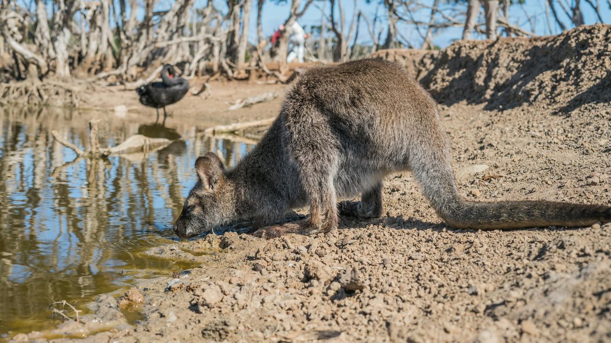 Ampire Waterhole