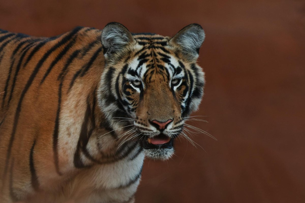 Pench Tiger Reserve