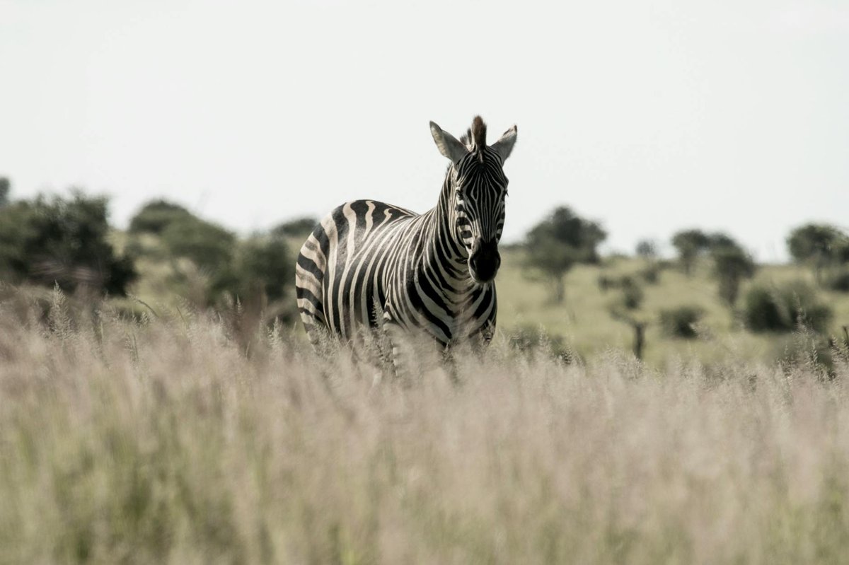 Mountain Zebra National Park