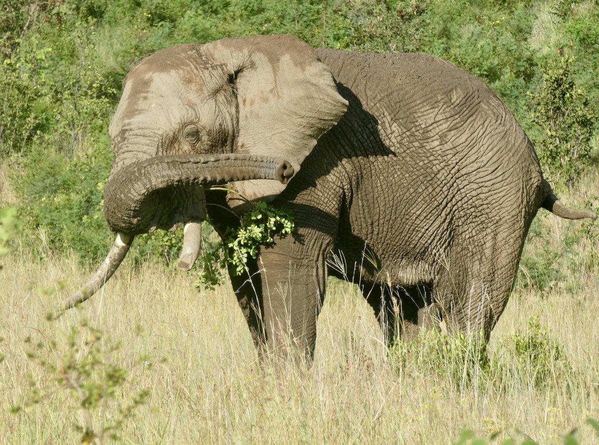 Addo Elephant National Park