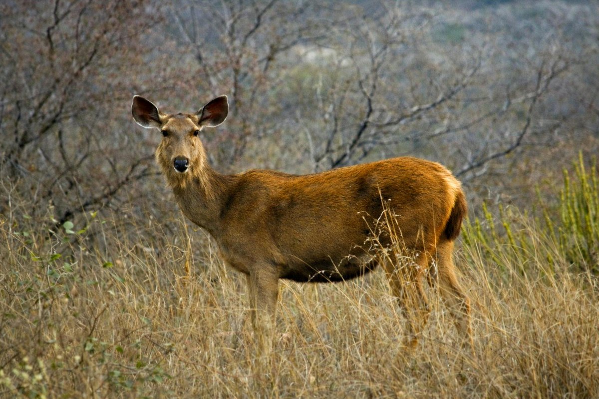 Dadia-Lefkimi-Soufli Forest National Park