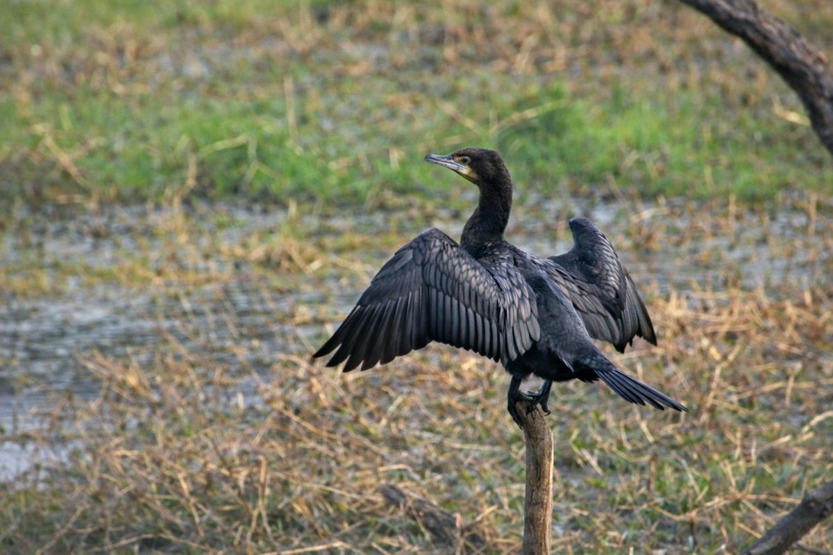 Bhagwan Mahaveer Sanctuary and Mollem National Park
