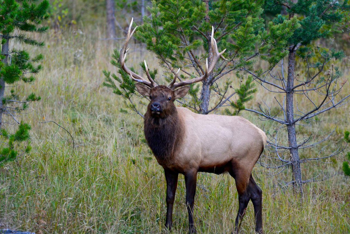 Anamudi Shola National Park