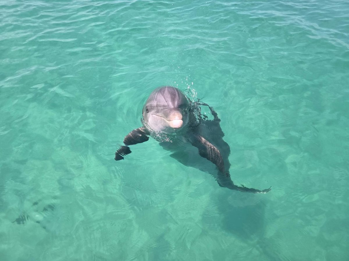 Dolphin Beach