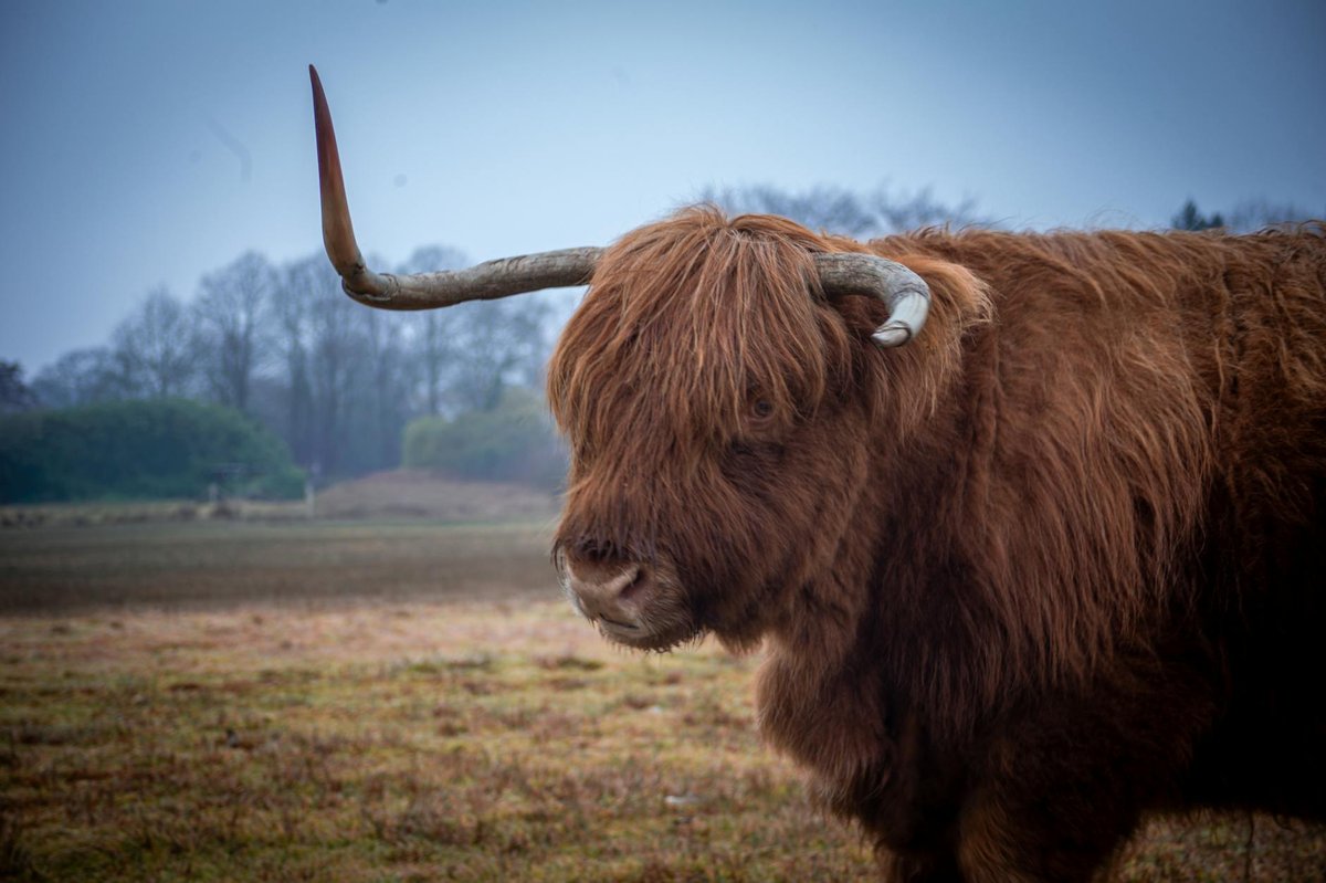 De Zoom - Kalmthoutse Heide