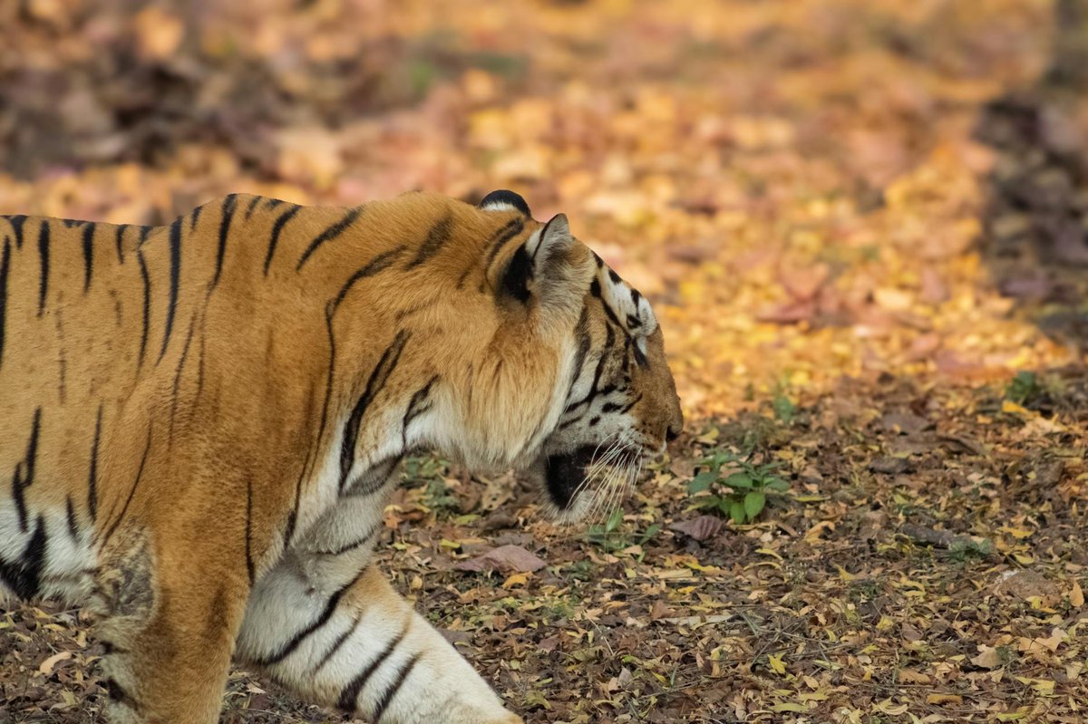 Guru Ghasidas - Tamor Pingla Tiger Reserve
