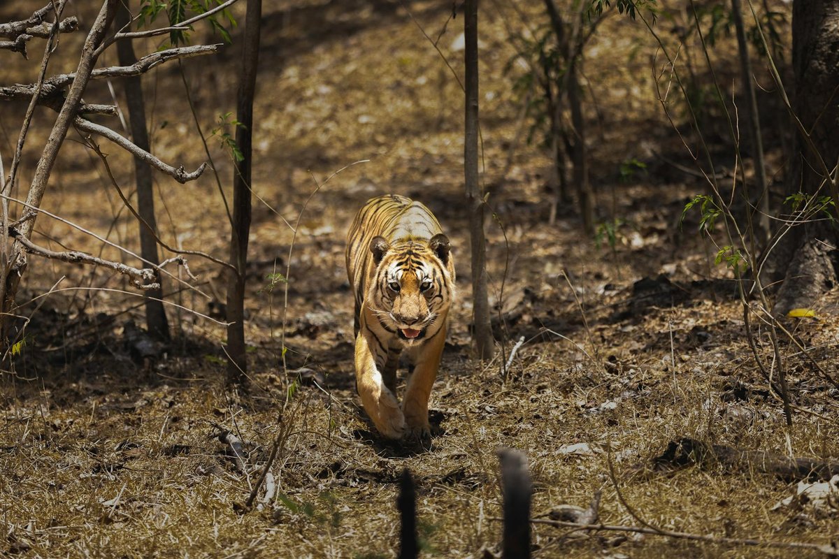 Sariska Tiger Reserve