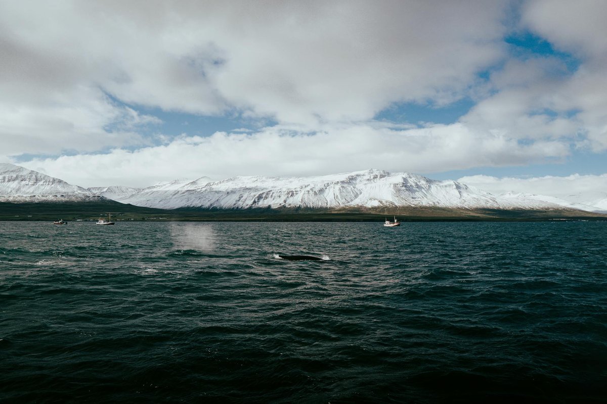 Birnudalsjökull