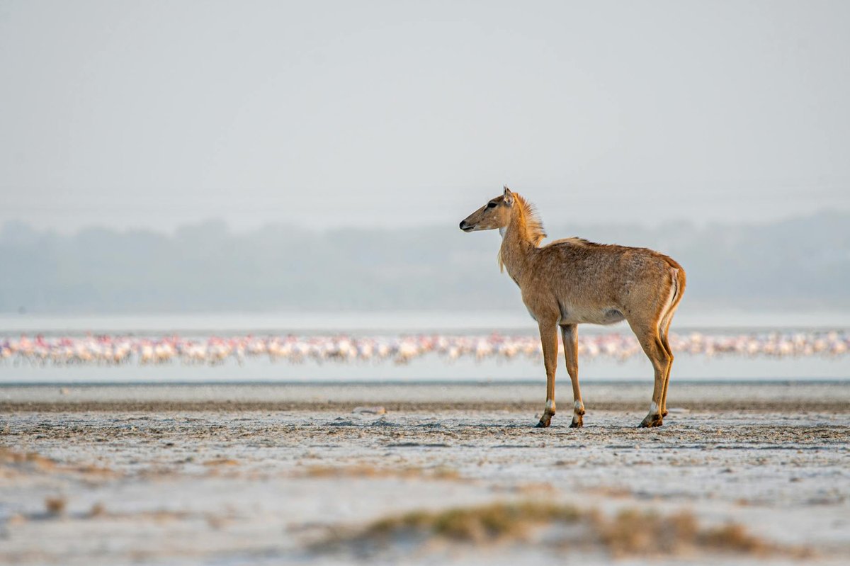 Marine National Park, Gulf of Kutch
