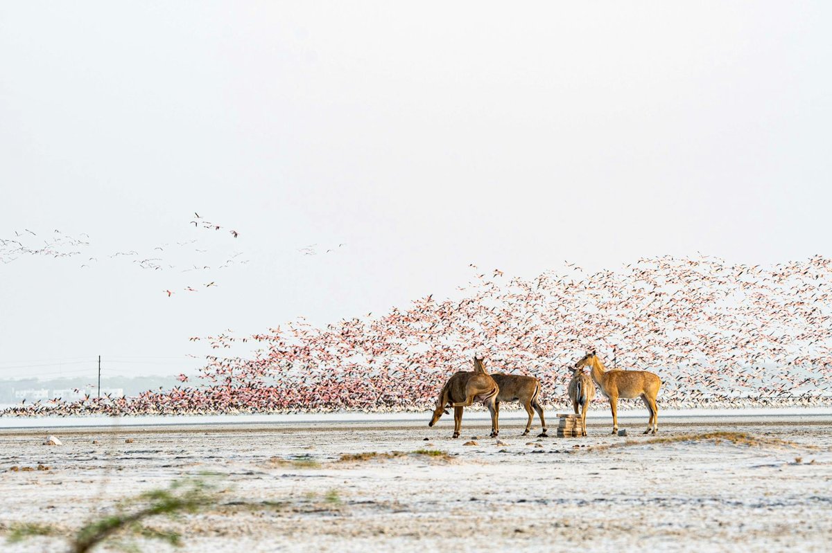 Kutch Bustard Sanctuary