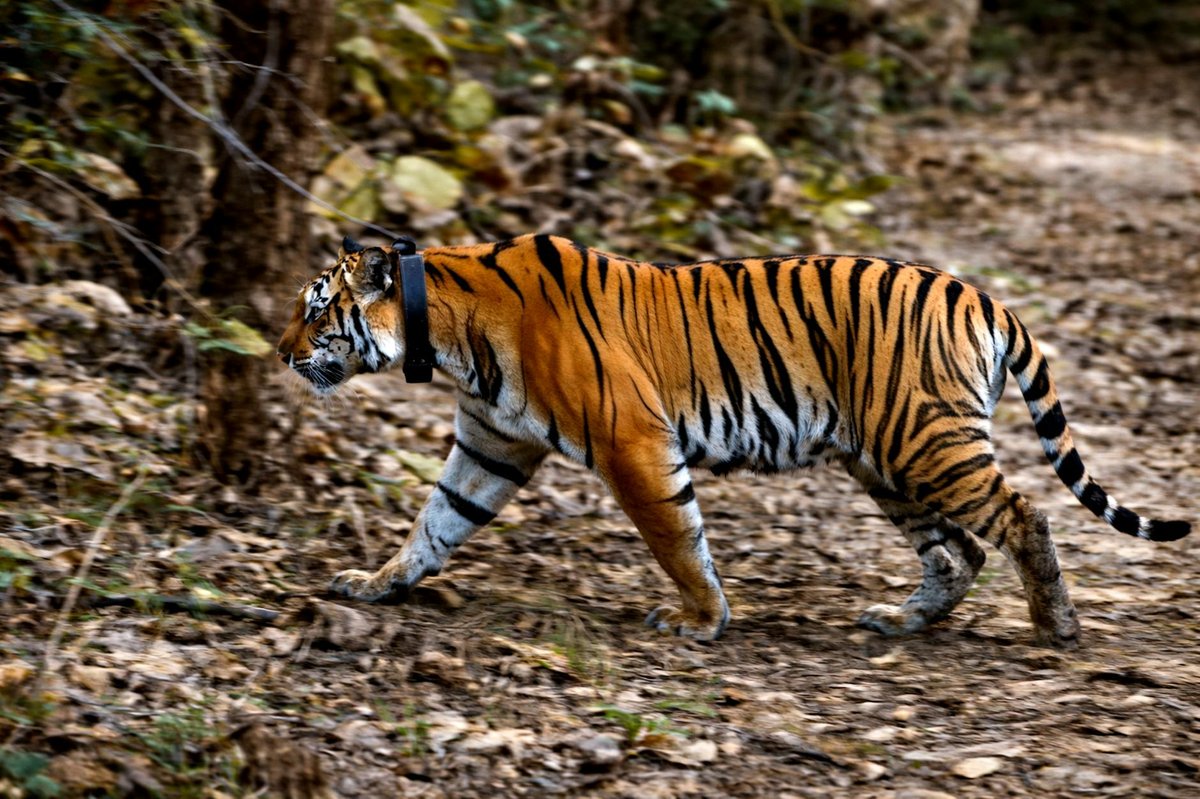 Kali Tiger Reserve