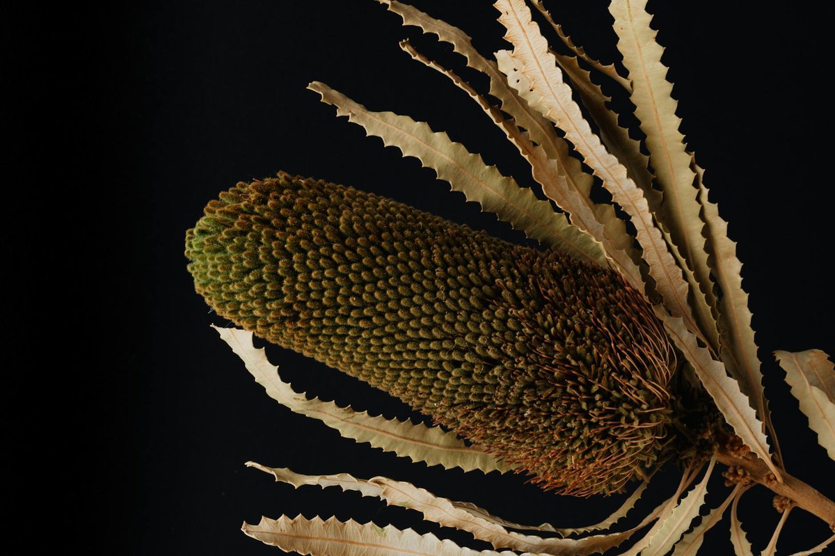 Black Banksia Falls