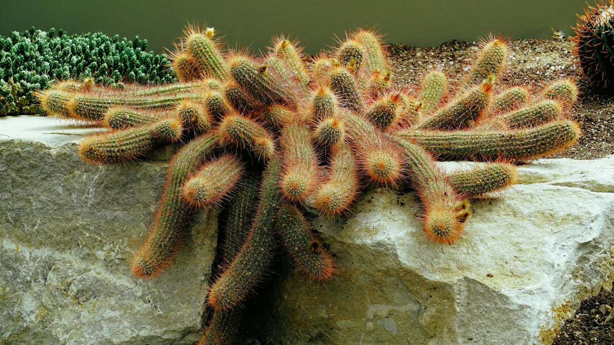 Alum Pot