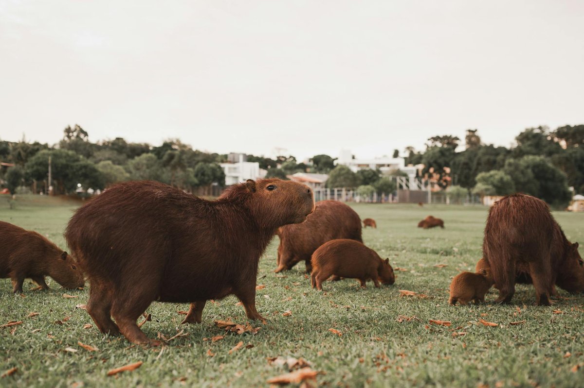 Campos Amazônicos National Park