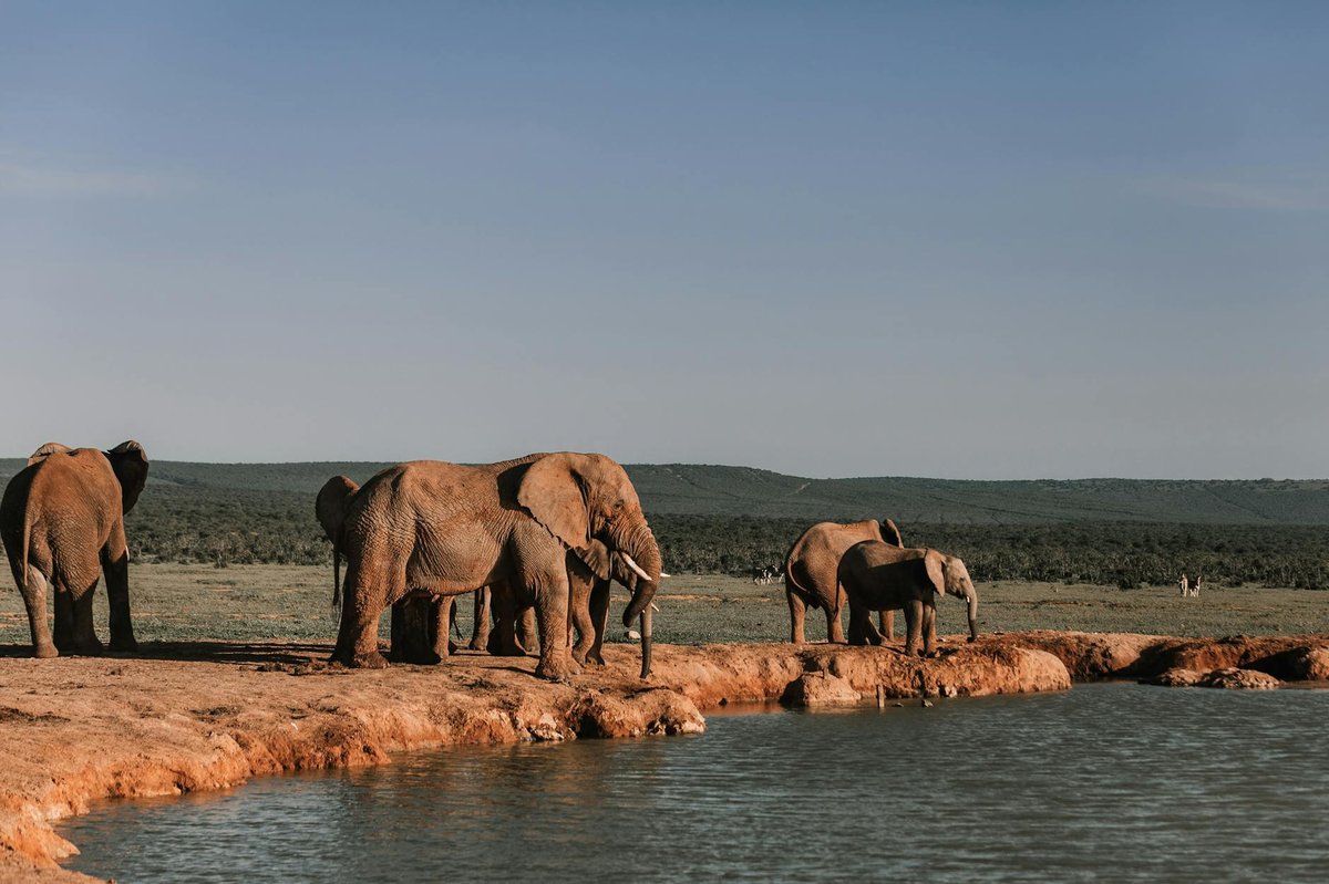 Mphafa waterhole