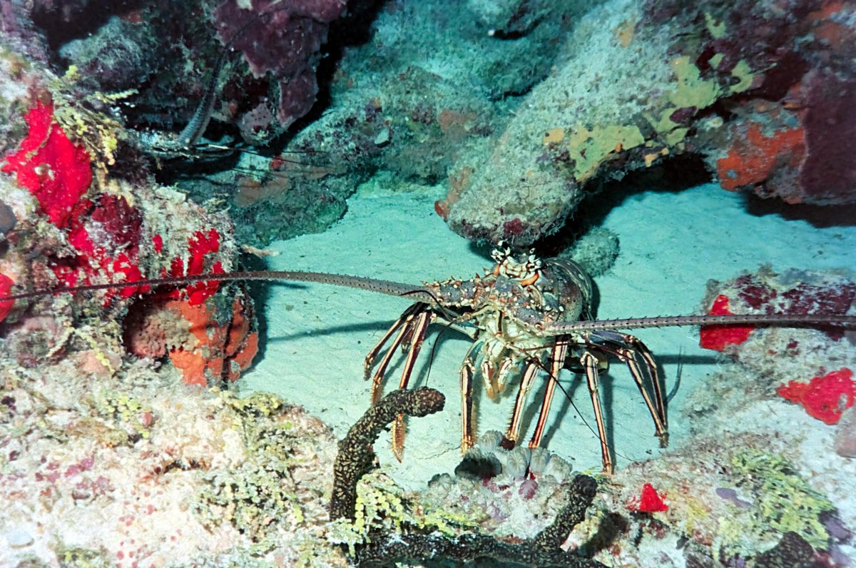 Arrecifes de Cozumel National Park