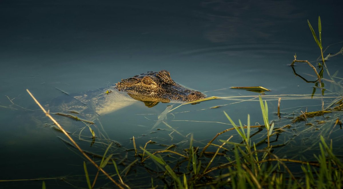 Alligator