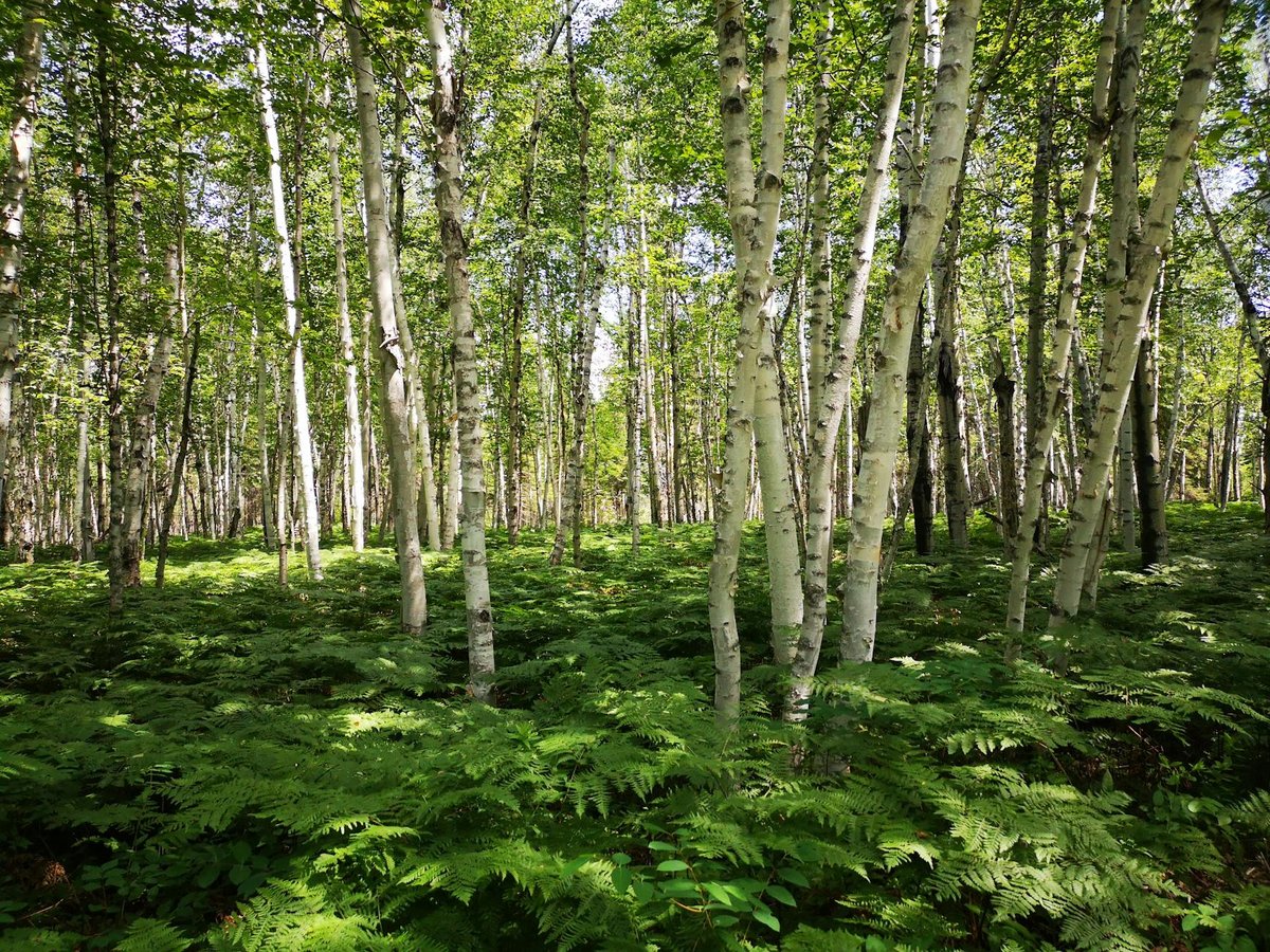 Birch Beach