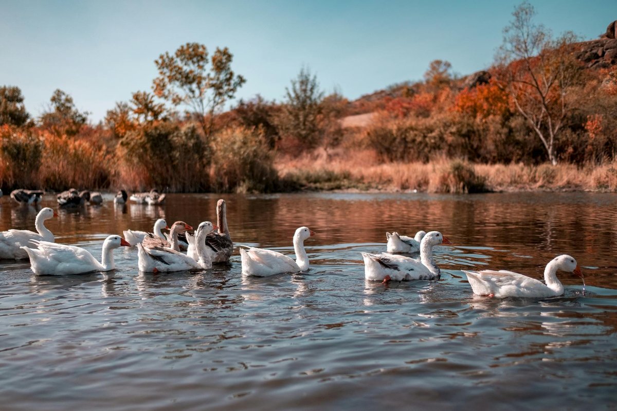 Argyle Pond