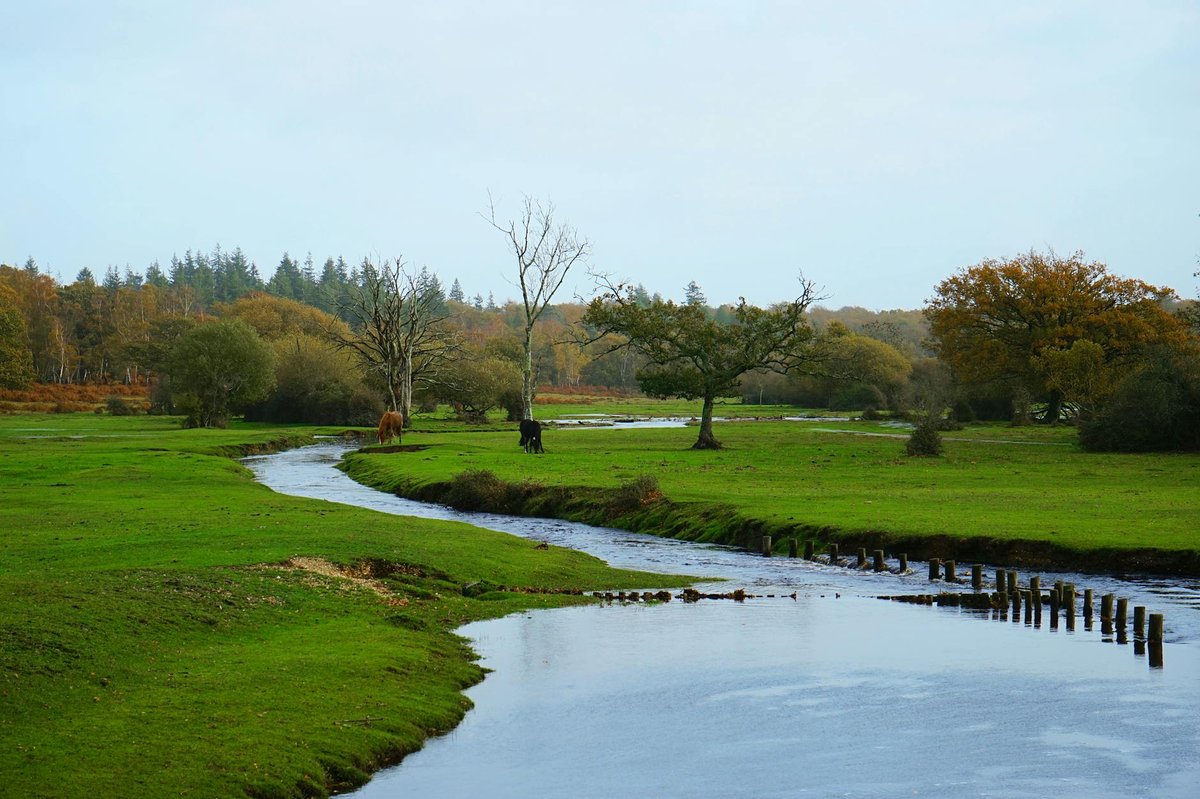 New Forest National Park