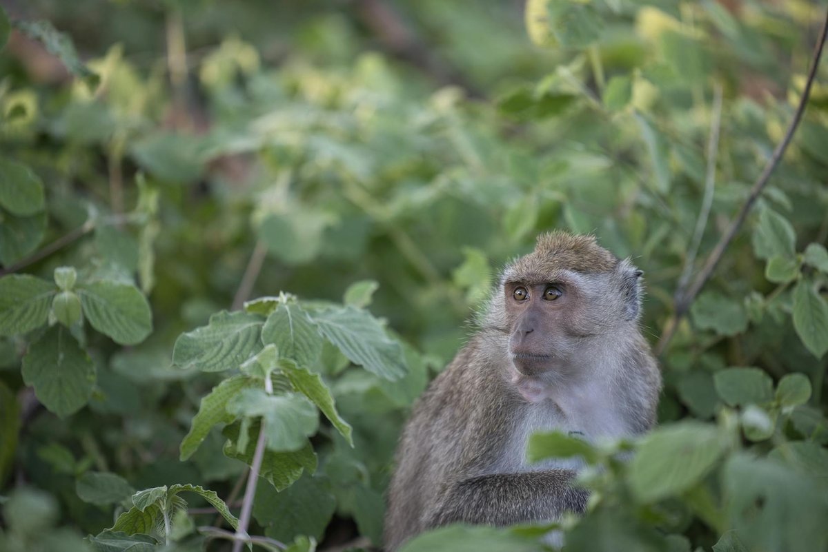 Khun Khan National Park
