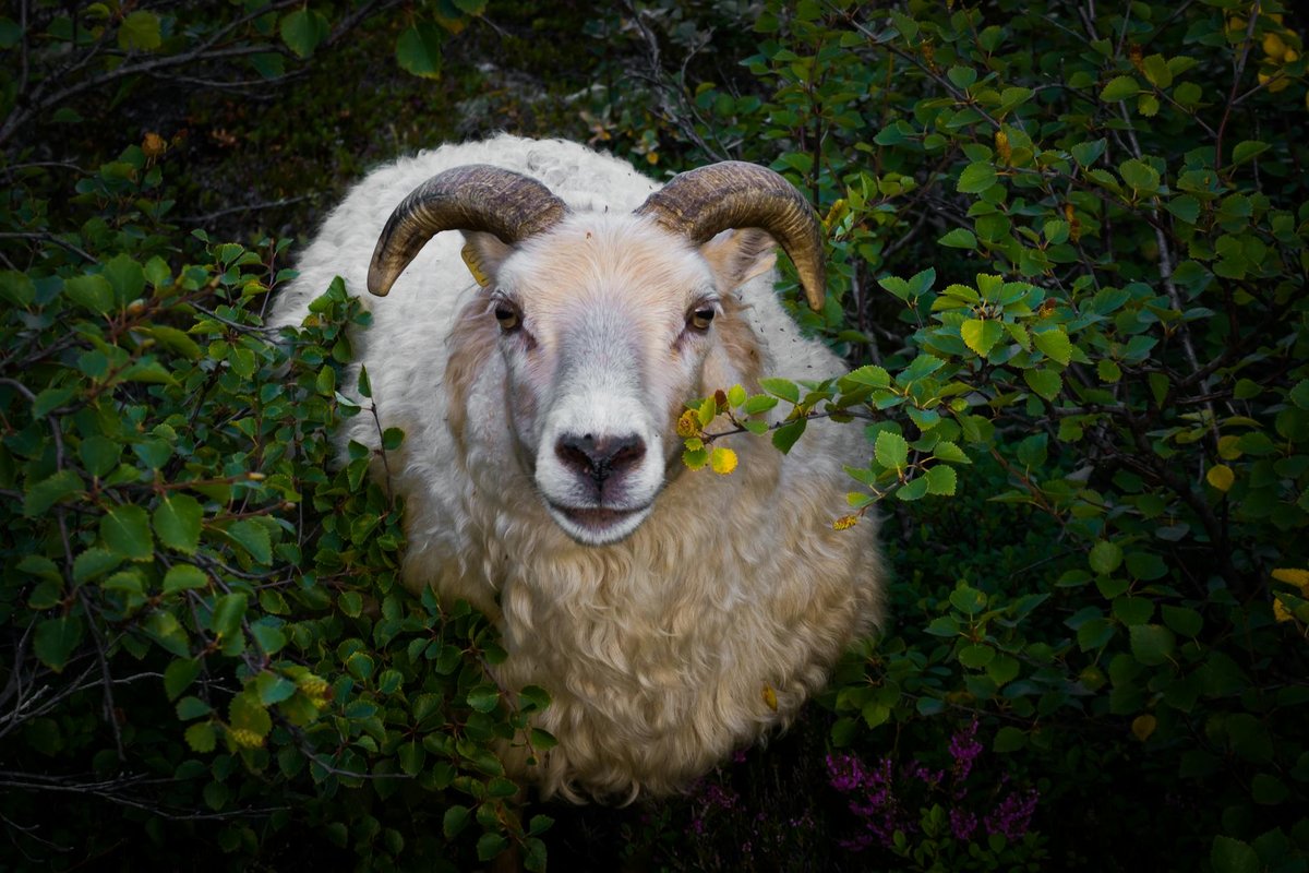 Þorbjörn