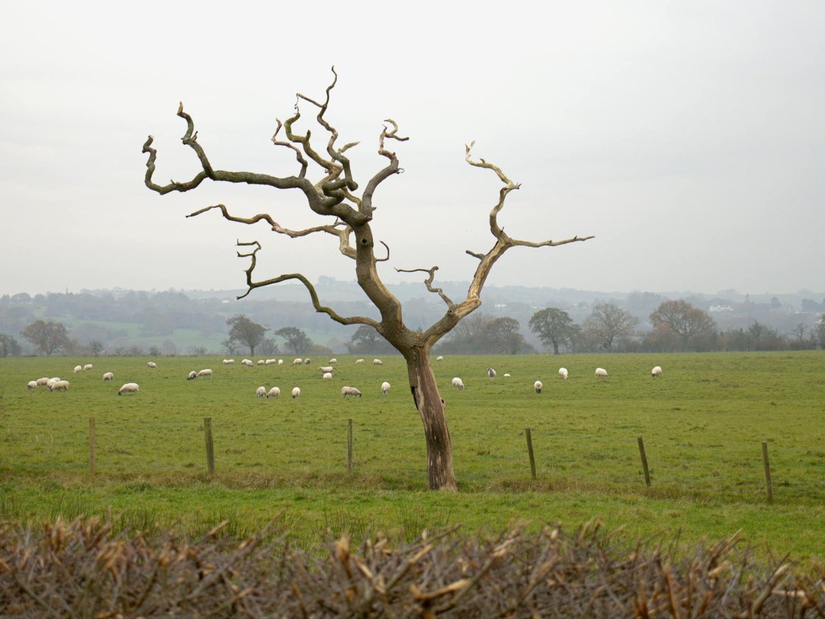 Bache Hill