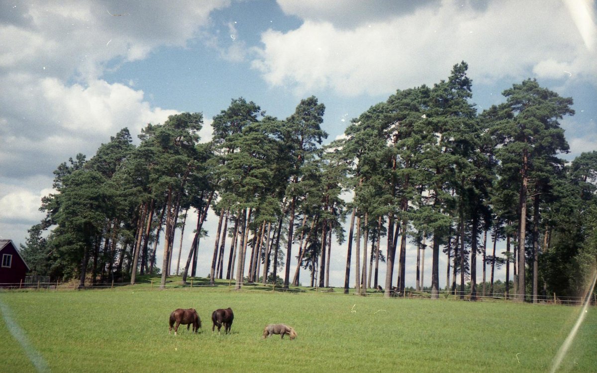 Jäkäläpää