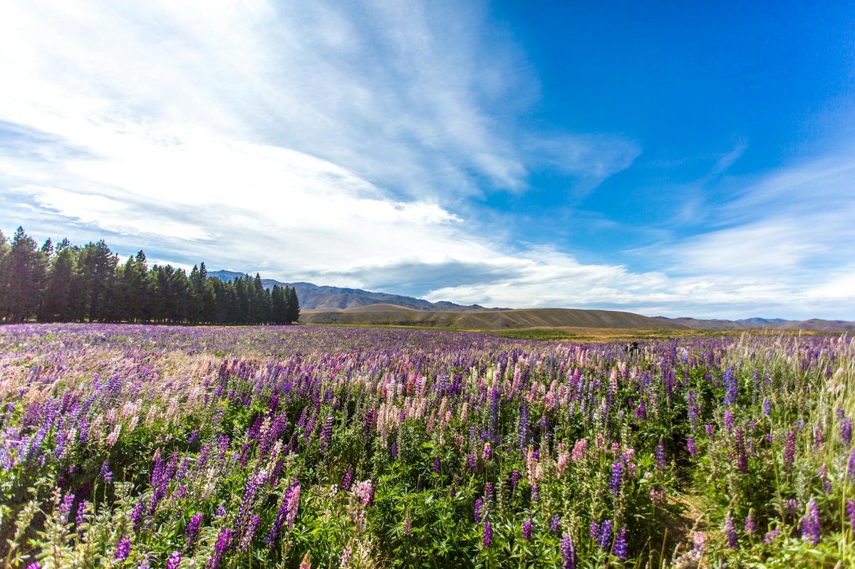 Davis Snowfield