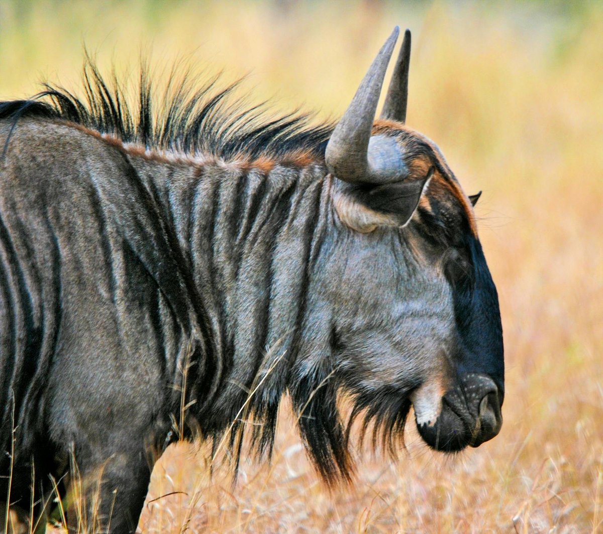 Berbak National Park